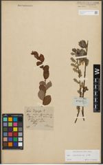 Foto von Salix starkeana Willd.